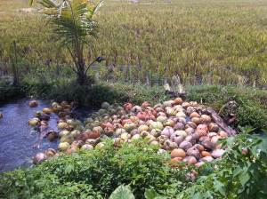 Transportasi hasil panen kelapa 