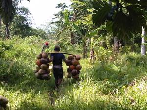 pengangkutan hasil panen kelapa