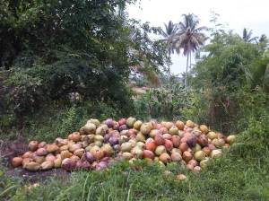 Hasil panen kebun kelapa