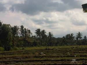 Area persawahan dengan kebun kelapa