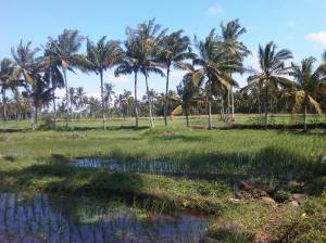 area persawahan dengan kelapa di pematang